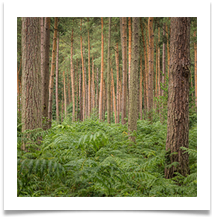 3 - Delamere - Bill Rigby